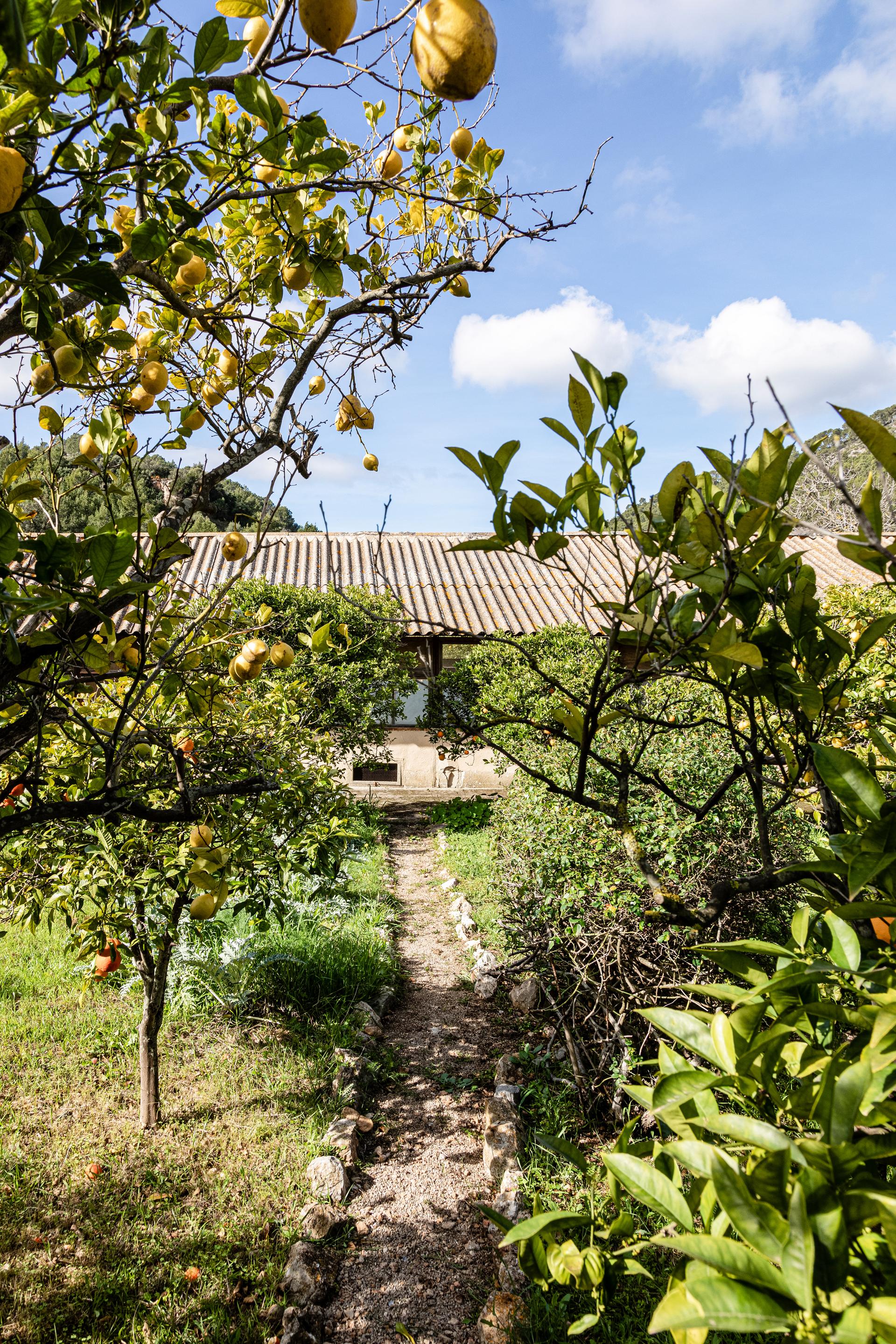 Sa Taronja - image 36