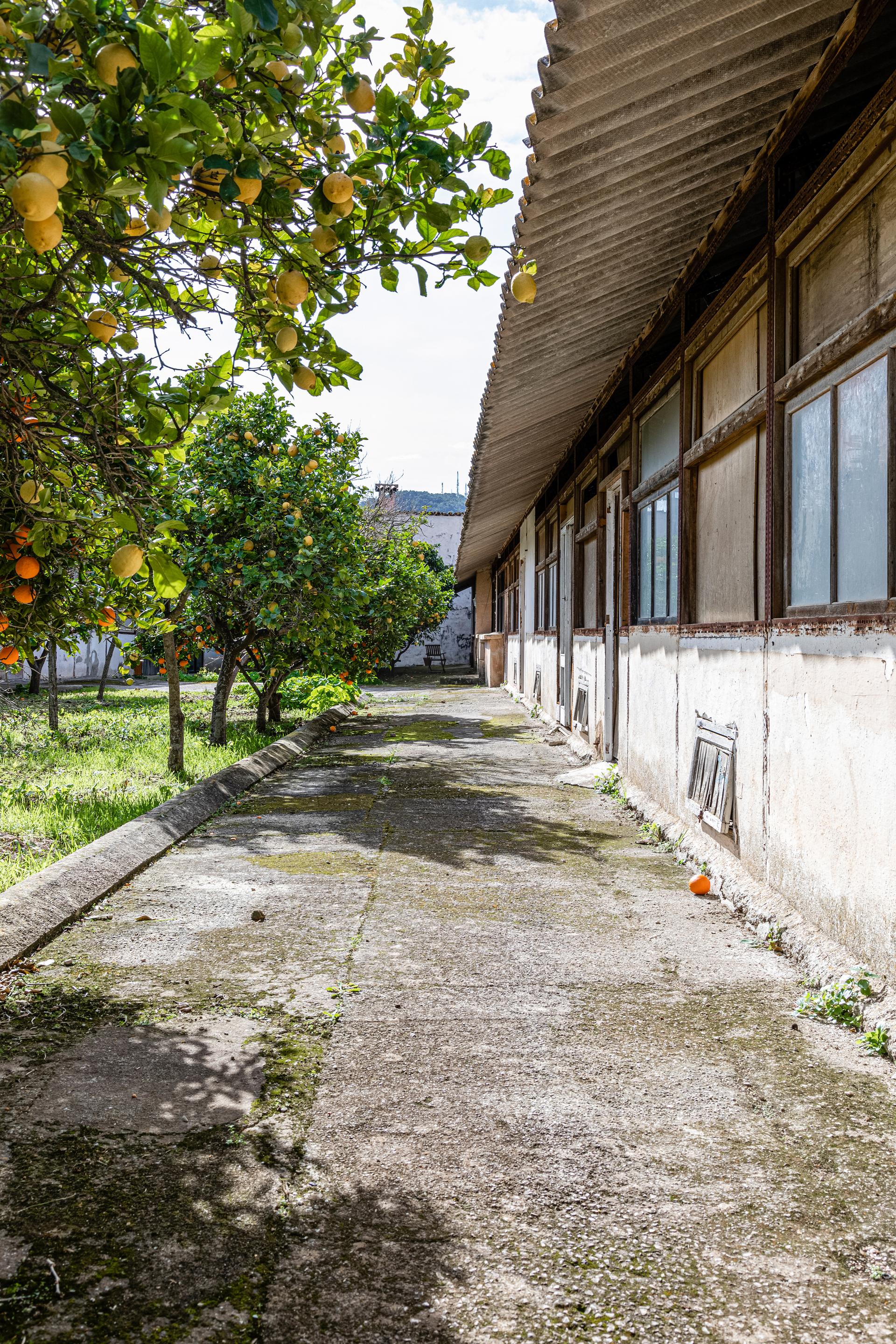 Sa Taronja - image 38