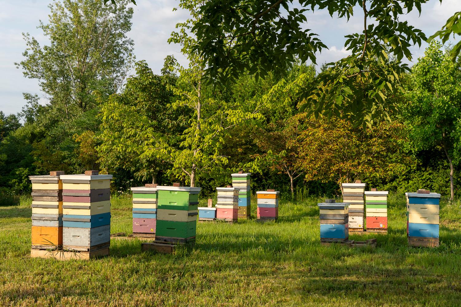 University of Guelph Honey Bee Research Centre - image 10