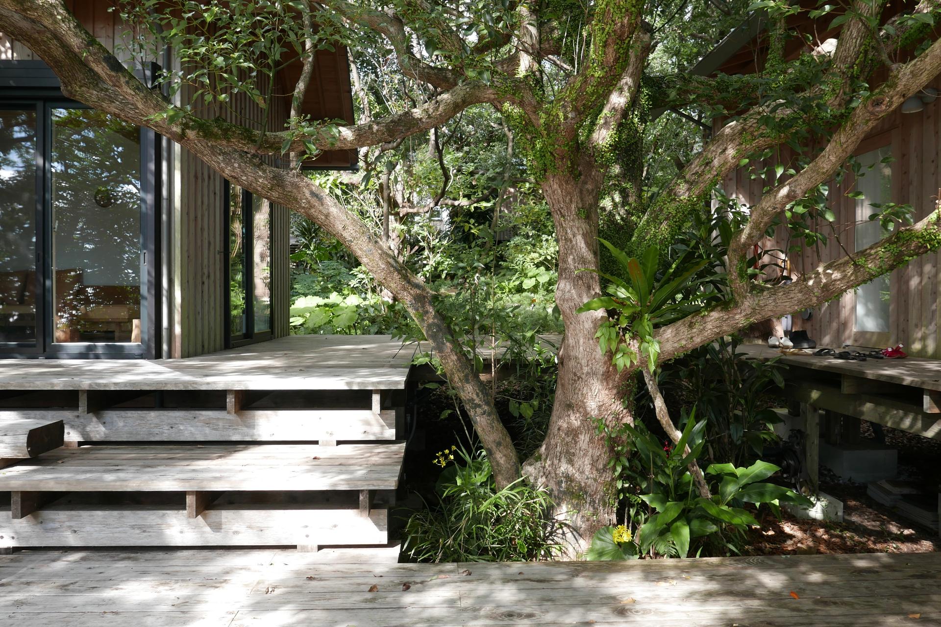 Sumu Yakushima - image 7