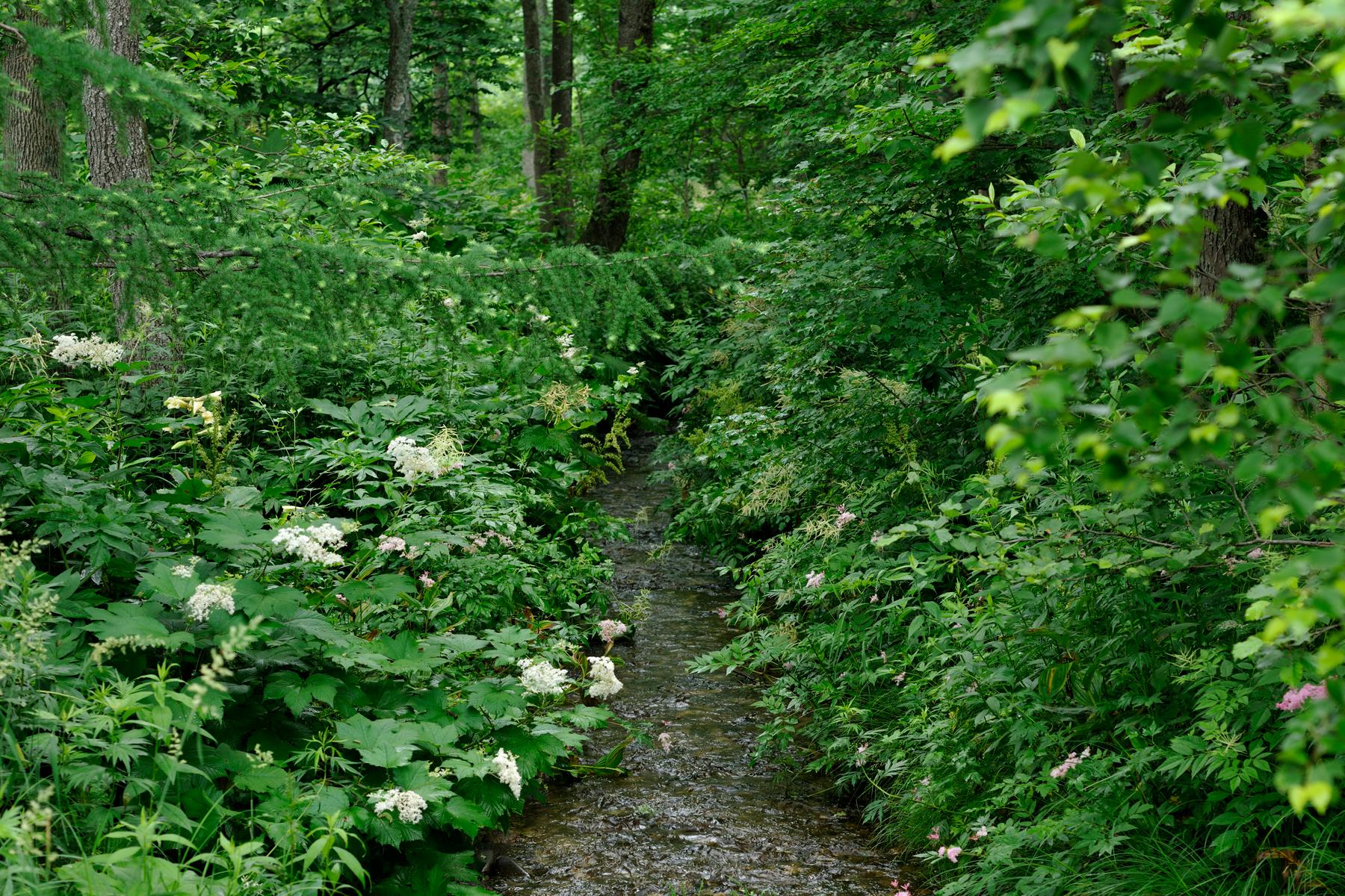 Tokachi Millennium Forest - image 7