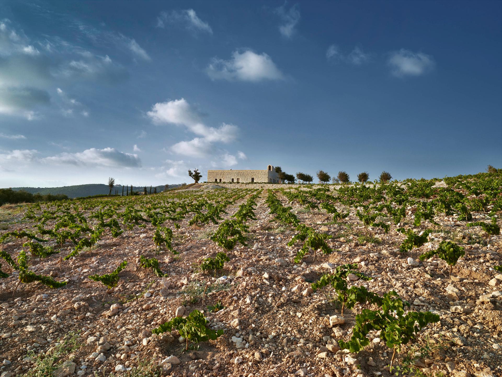 Ixsir Winery - image 13