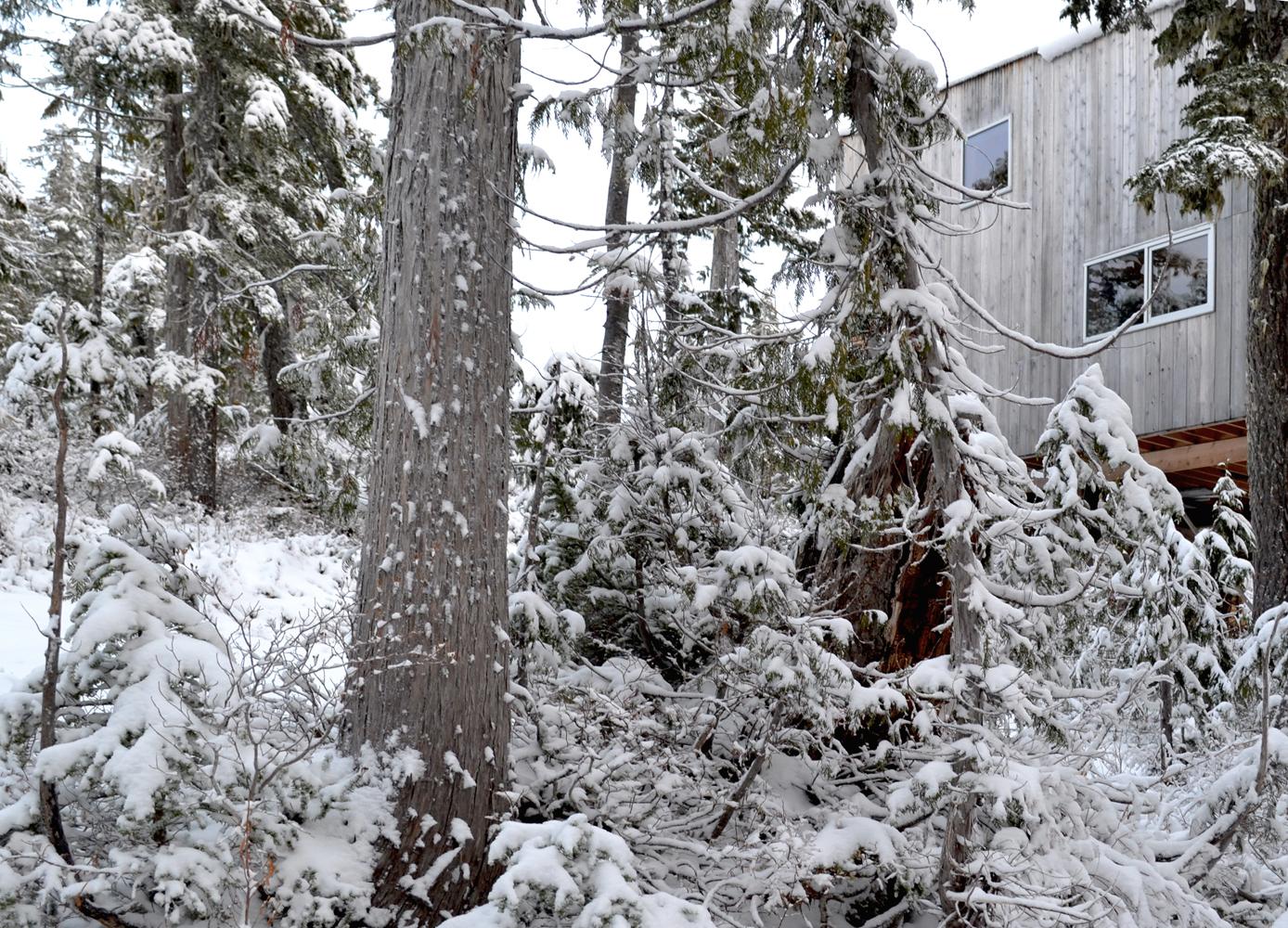Alpine Cabin - image 2